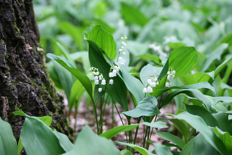 Convallaria majalis / Mughetto